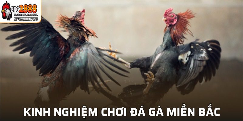 Bí kíp chọi kê miền Bắc hiệu quả từ các chuyên gia