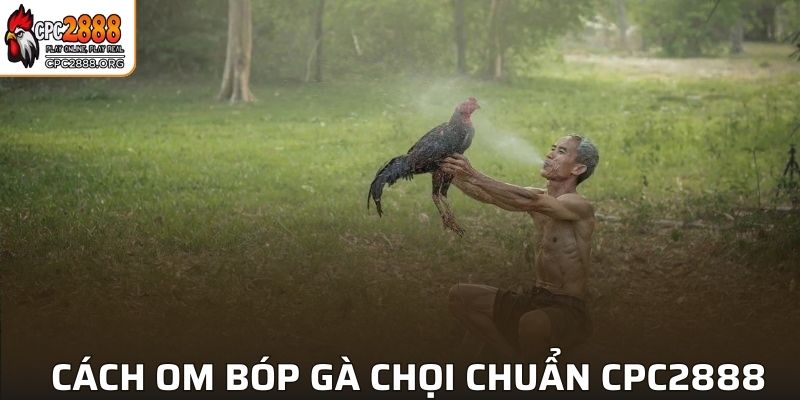 Cách om bóp gà chọi