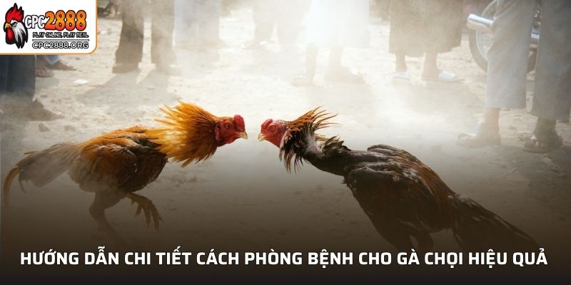 Cách Phòng Bệnh Cho Gà Chọi