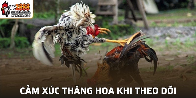 Cảm xúc thăng hoa khi theo dõi