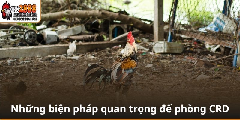 Cần có những biện pháp phù hợp để phòng CRD