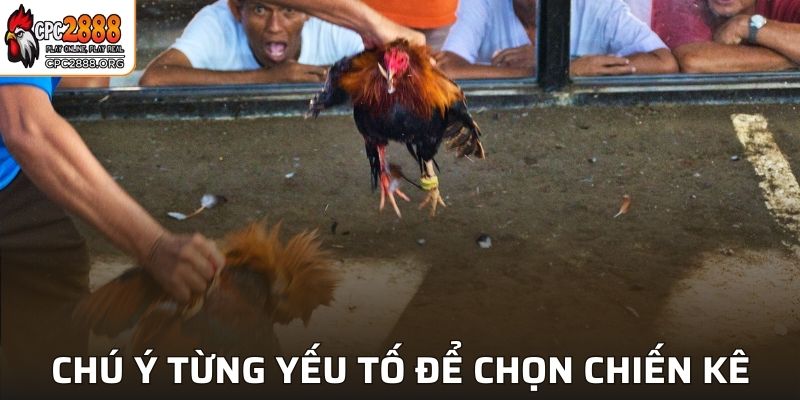 Chú ý đến từng yếu tố để chọn ra chiến kê khỏe mạnh nhất