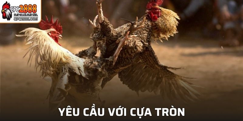 Cựa cần đáp ứng các tiêu chí cần thiết mới được dùng để thi đấu