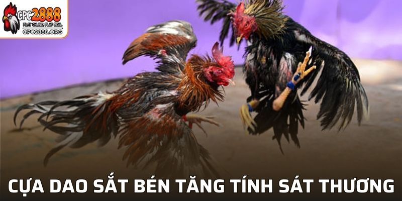 Cựa dao sắt bén tăng tính sát thương cho đối thủ
