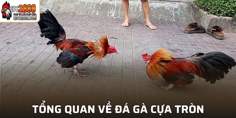 Đá gà cựa tròn là trò chơi như thế nào