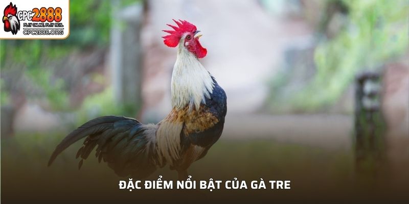 Đặc điểm nổi bật của gà Tre