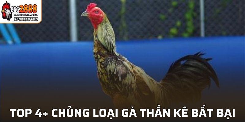 Gà Thần Kê