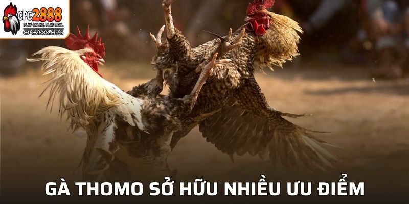 Gà Thomo sở hữu nhiều ưu điểm vượt trội khi thi đấu