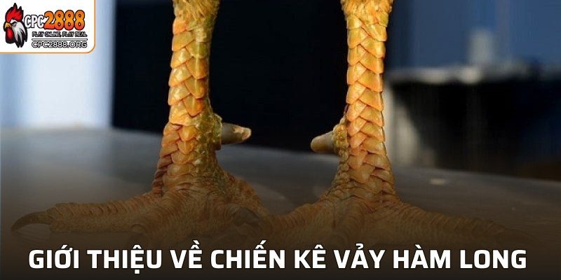 Giới thiệu về chiến kê vảy hàm long