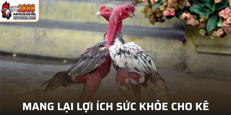 Hình thức mang lại nhiều lợi ích sức khỏe cho kê