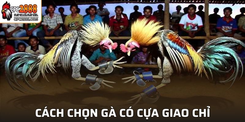 Hướng dẫn người chơi chọn gà có cựa giao chỉ