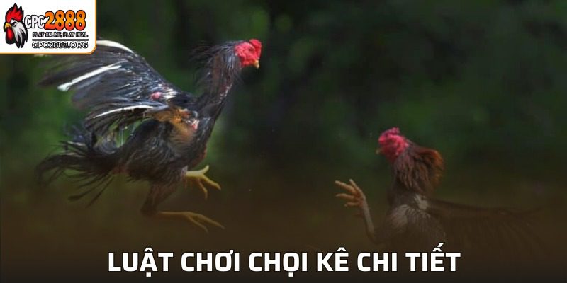 Luật chơi đá gà chi tiết từ A-Z mà hội viên cần biết