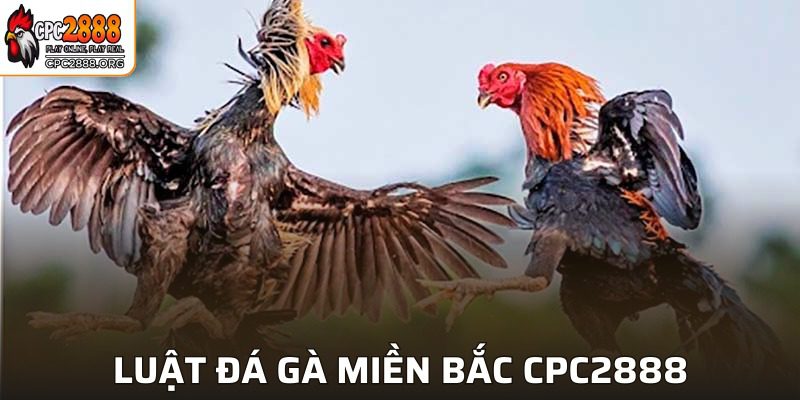 Luật Đá Gà Miền Bắc