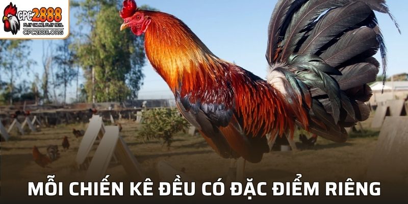 Mỗi chiến kê đều sở hữu đặc điểm riêng khi chiến đấu