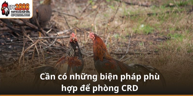 Những biện pháp quan trọng để phòng CRD