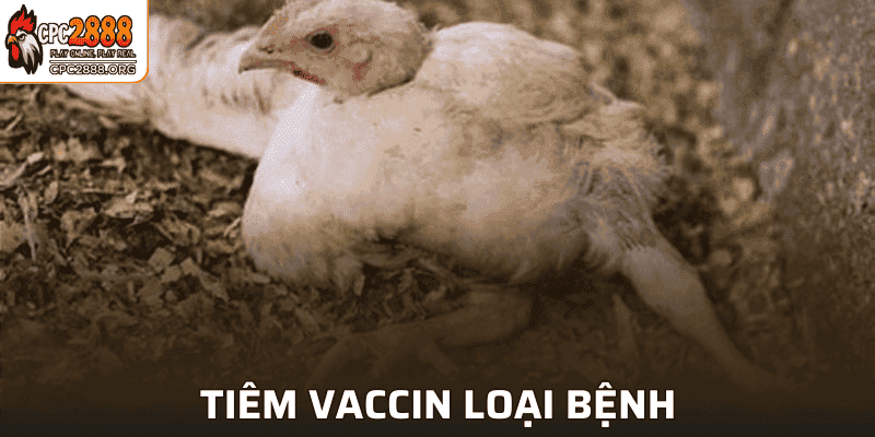 Phòng ngừa bằng vaccin