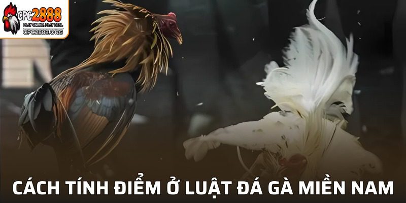 Phương thức tính điểm trong luật đá gà tại miền Nam