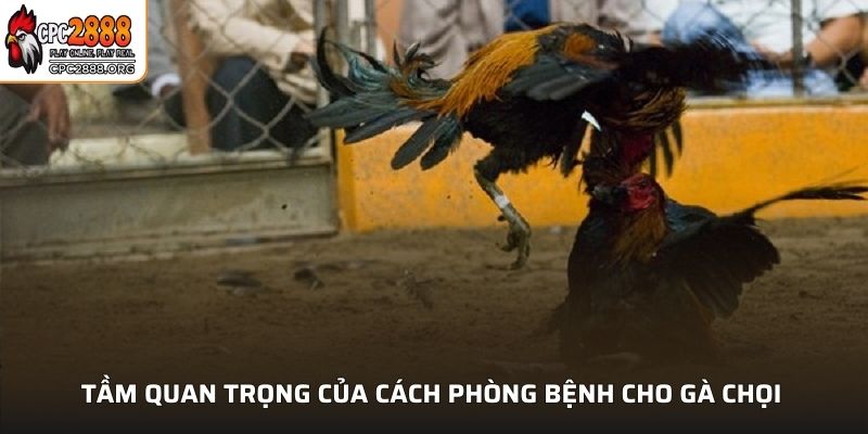 Tầm quan trọng của cách phòng bệnh cho gà chọi