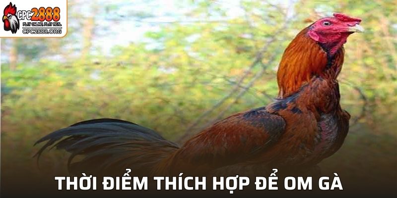 Thời điểm thích hợp để om gà là khi nào?