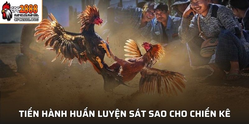 Tiến hành huấn luyện sát sao cho chiến kê