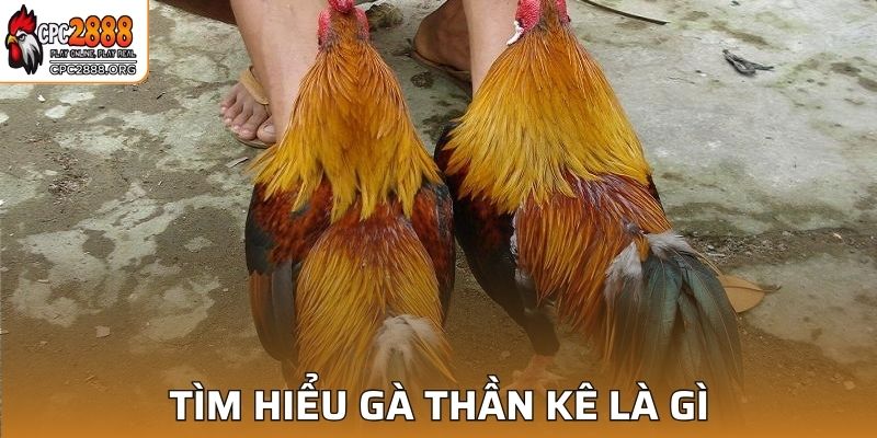 Tìm hiểu cơ bản về thuật ngữ gà thần kê là gì