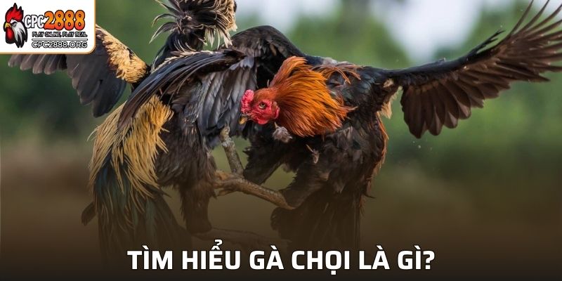Tìm hiểu gà chọi là gì?