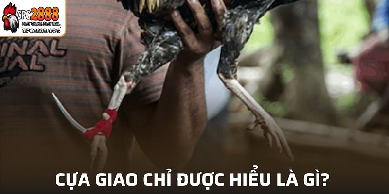 Tìm hiểu gà cựa giao chỉ