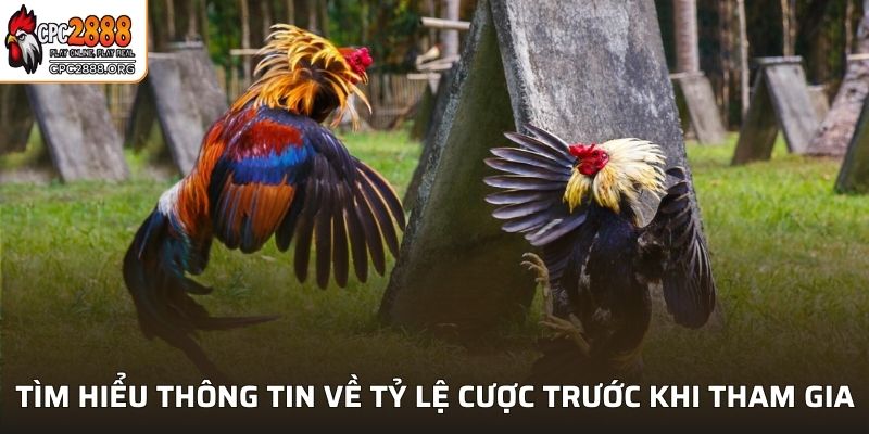 Tìm hiểu thông tin về tỷ lệ cược trước khi tham gia