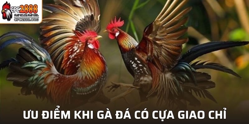 Những ưu điểm nổi bật của gà cựa giao chỉ