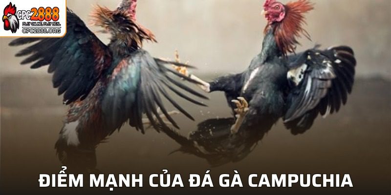 Ưu điểm nổi bật về thể loại đá gà tại CPC2888