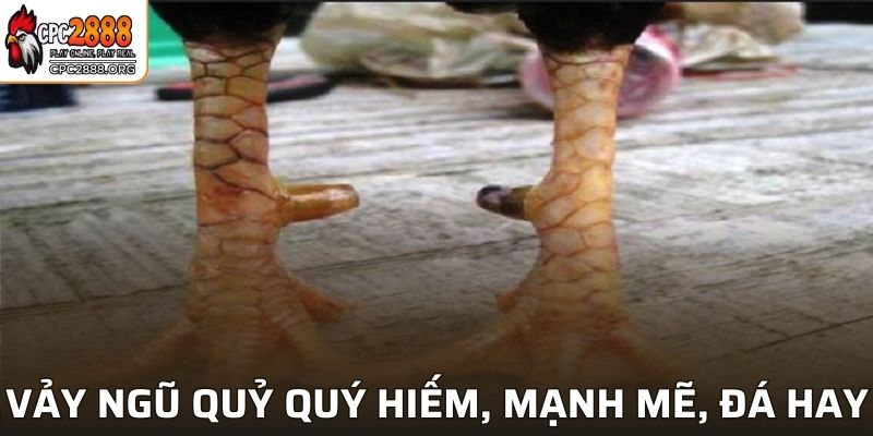 Vảy ngũ quỷ quý hiếm cho thấy gà chiến mạnh mẽ, đá hay